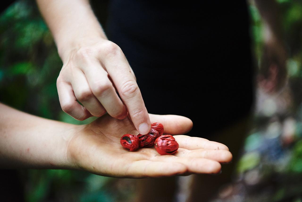 Daintree Ecolodge المظهر الخارجي الصورة